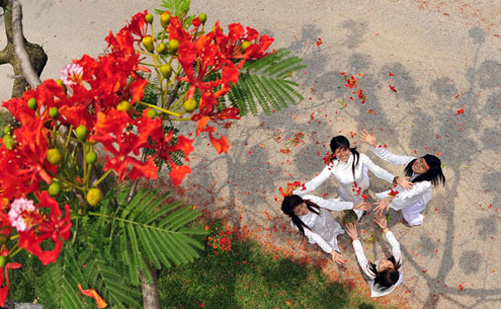 Bạn, tôi và hoa phượng ảnh 1
